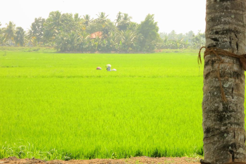 Marari Secret Beach Yoga Homestay Mararikulam Zewnętrze zdjęcie